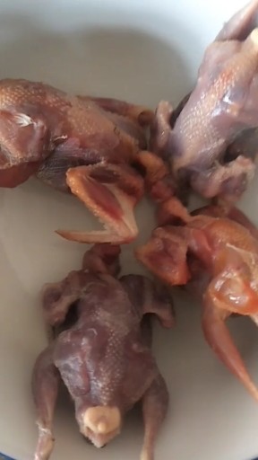 小鸠子