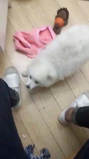 我家小乖