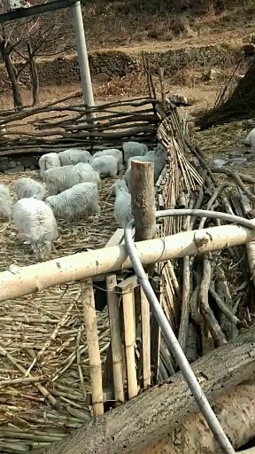 看看这小羊想吃羊肉吗