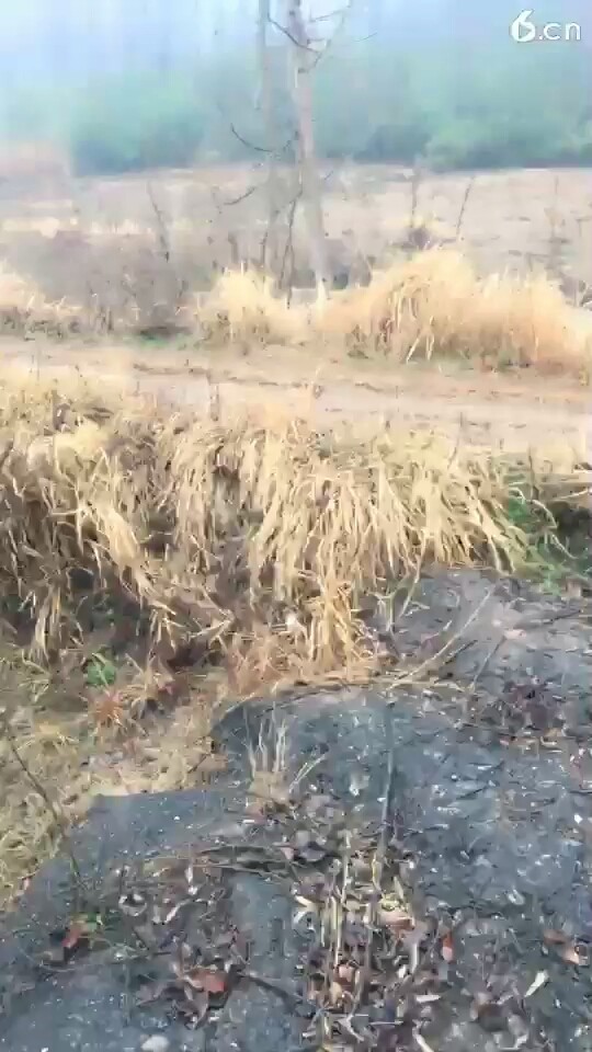 早