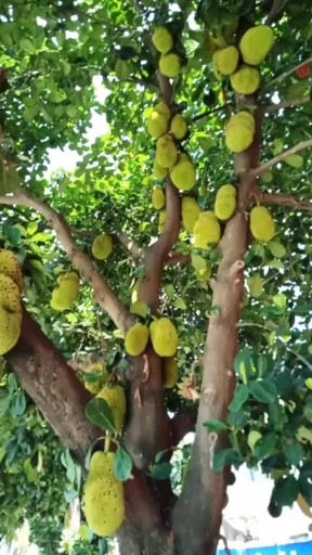瑞丽菠萝蜜