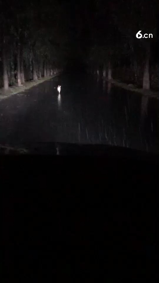 小兔同志，你是迷路了吗