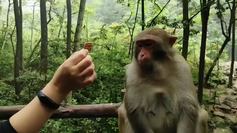 母猴