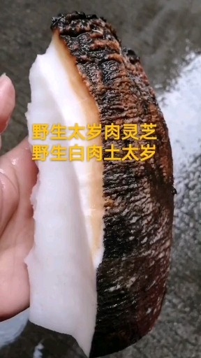 野生太岁肉灵芝，喜欢的关注留言