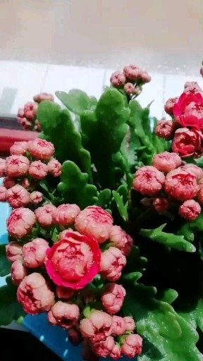 有想我的吗
