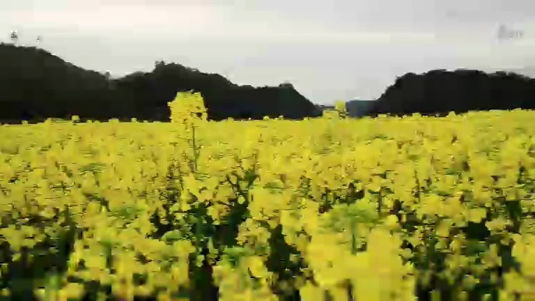 看油菜花