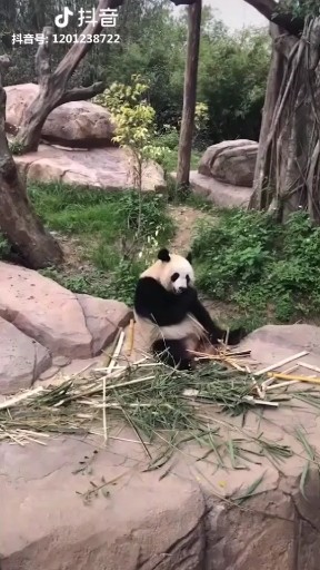 动物的重要最新版本