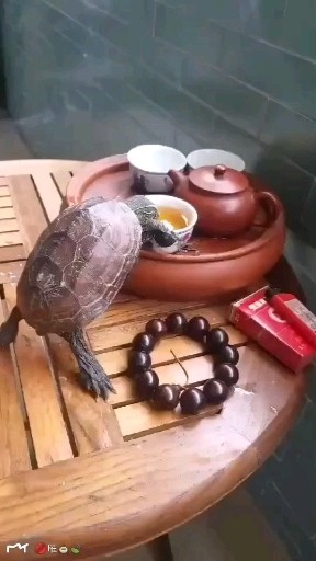 ㊙️为什么乌龟🐢会长命百岁？