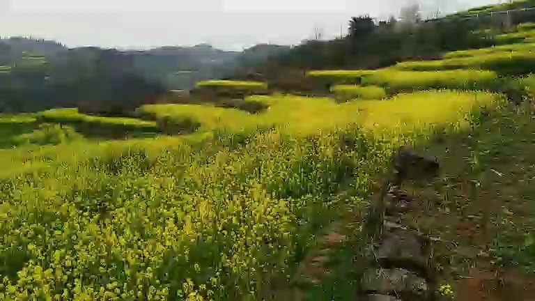 油菜花🌸