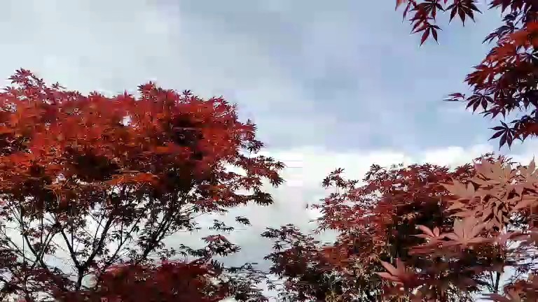 枫林