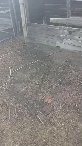 初生幼兔跑的快冬季变银白色