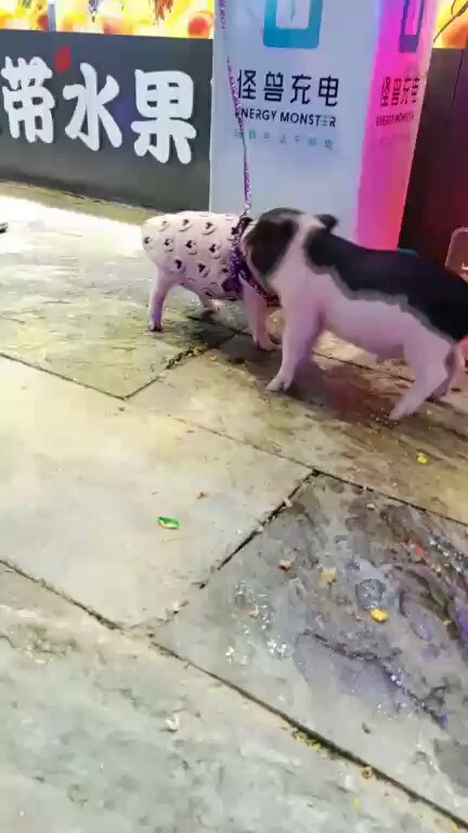 猪🐷