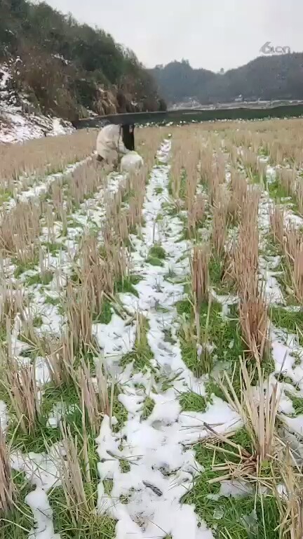 ☃️❄
