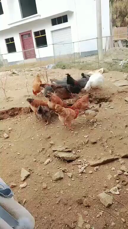 教主喂鸡