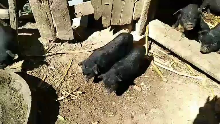 🐷