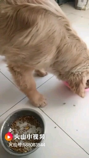 忠心的小狗狗