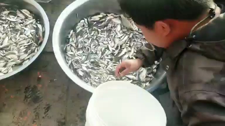 鱼多多啊