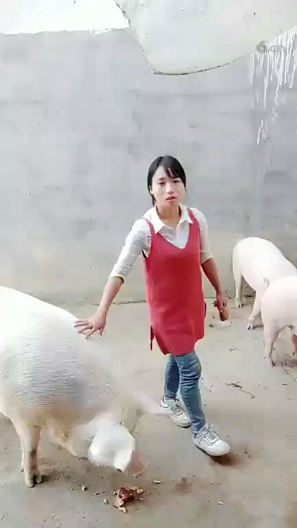 八戒😃
