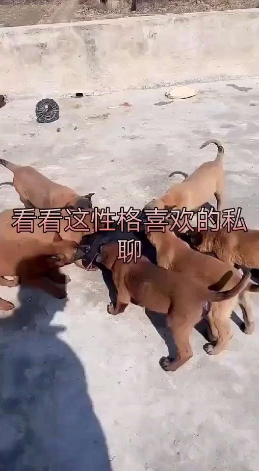 马犬喜欢的加V支持全国发货