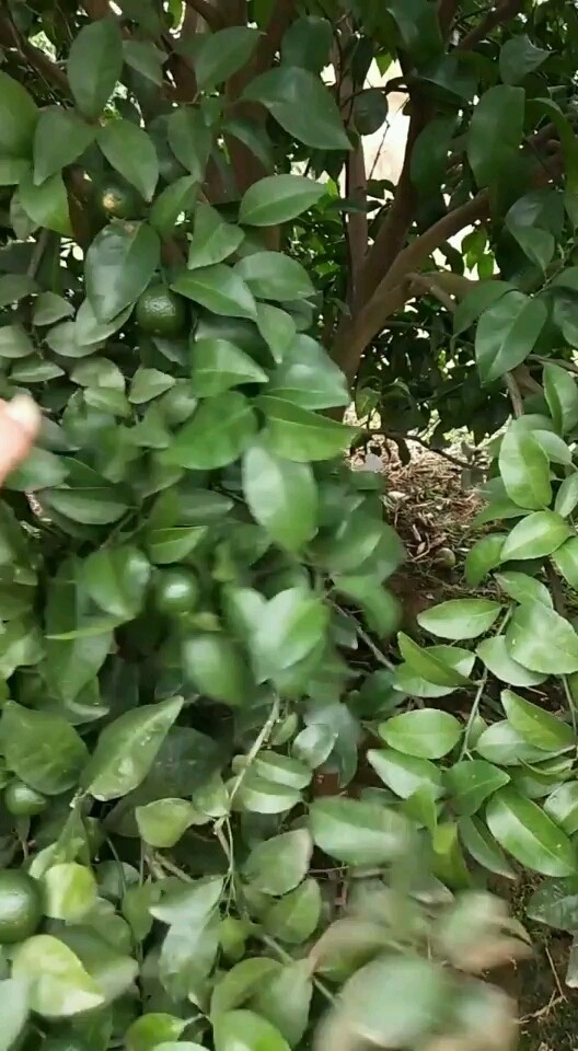 33