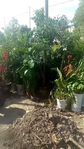 谁买花找我