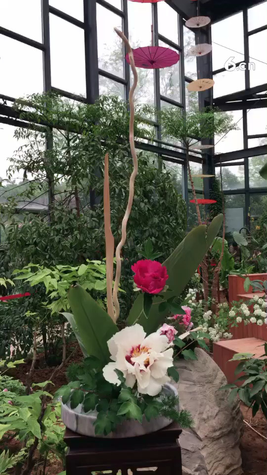 洛阳牡丹花展上的小原流花道