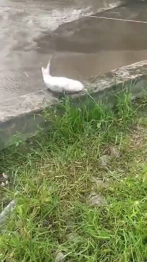 跳起来让我看看谁的个头大