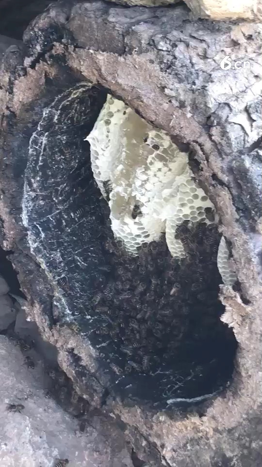 这蜂蜜看着就想吃