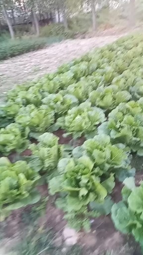 自己种的白菜。