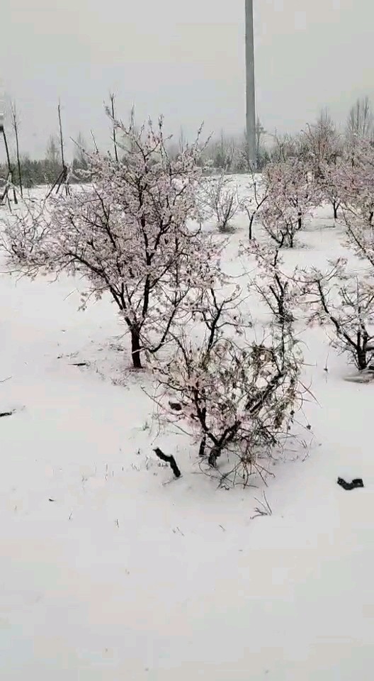 清明节下雪