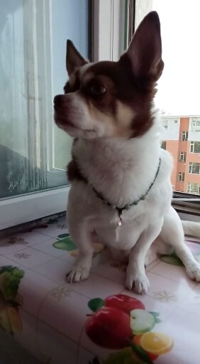 我家小乖乖