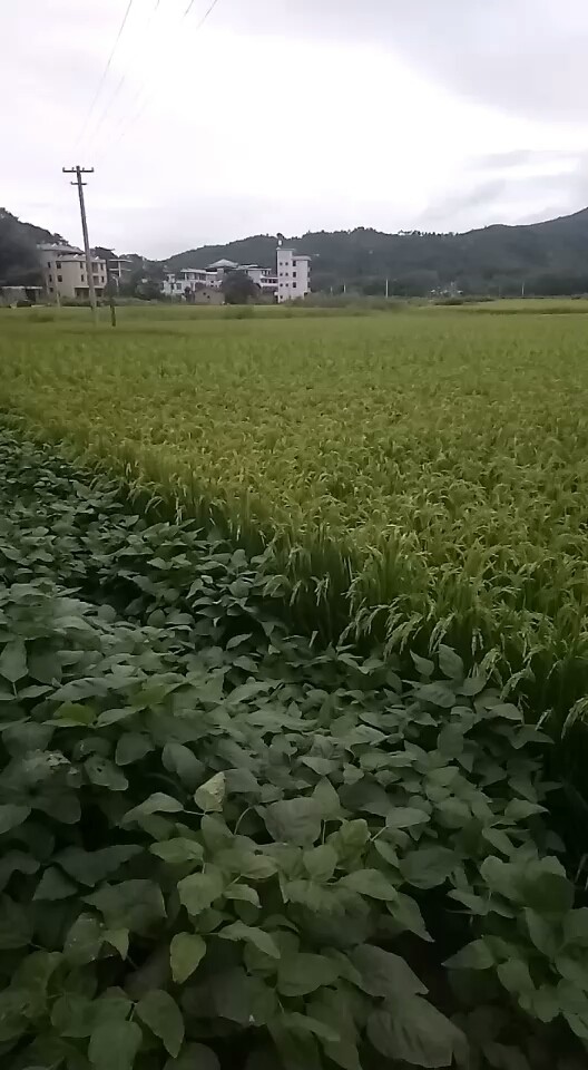 家香香風景真好(✪▽✪)長汀館