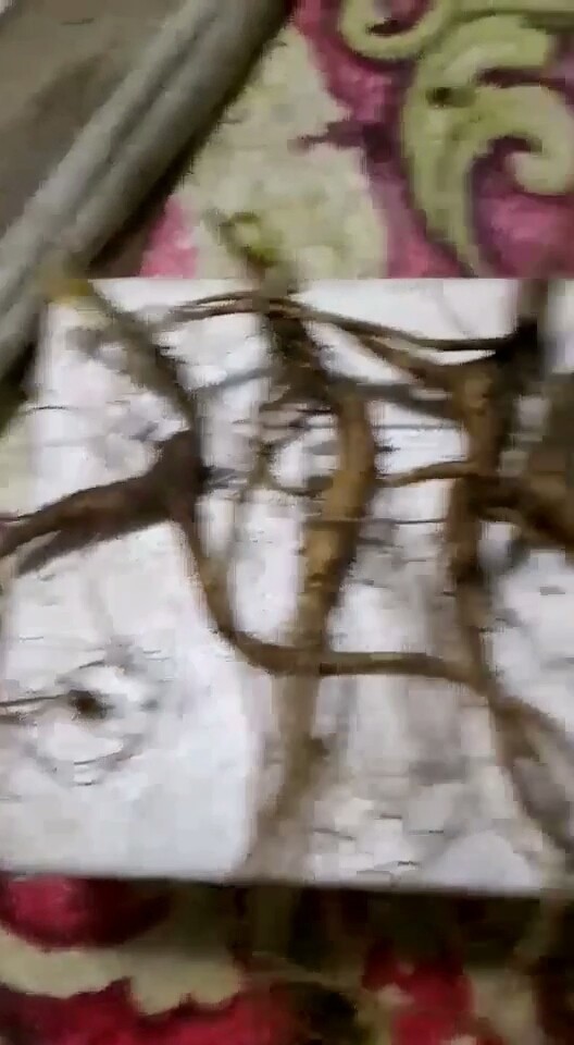 喜欢人参的来吧，