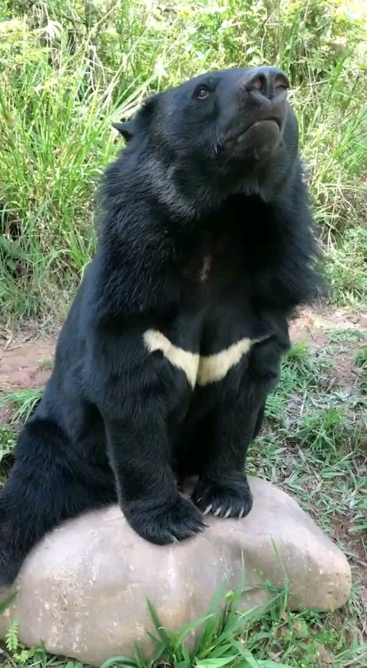 熊大