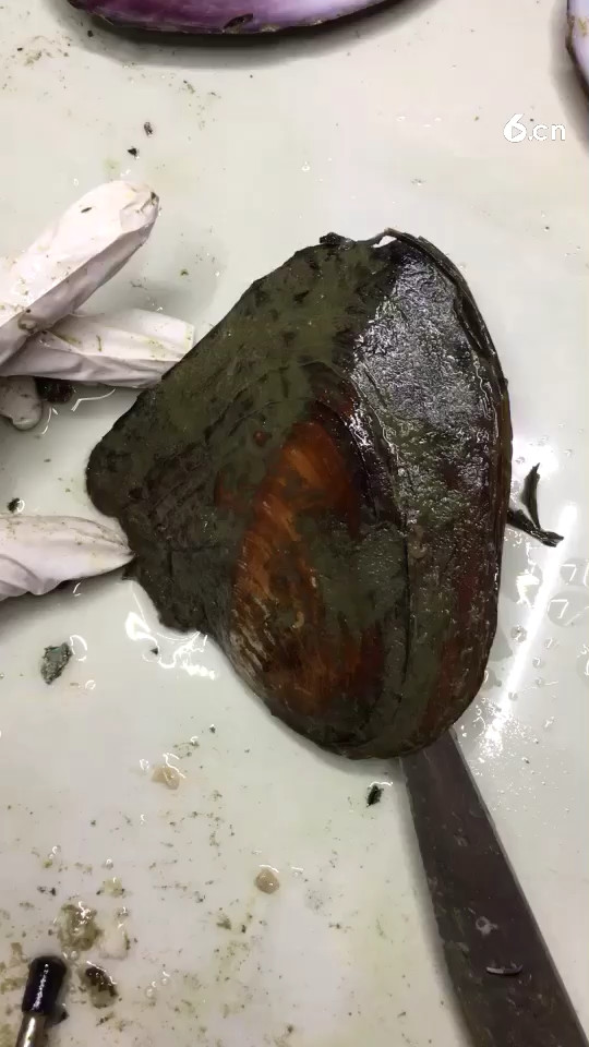 紫色蚌体紫色珍珠