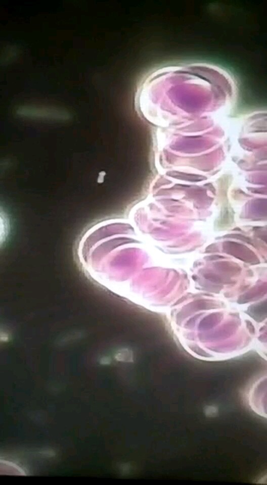 金健康一滴血检测