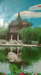 戶外直播中國荒野生存