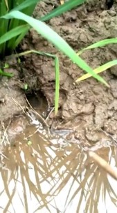 喜歡農(nóng)村戶外的可以給個雙擊評論