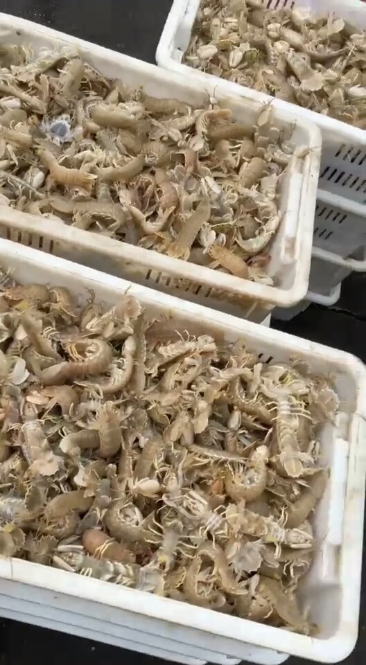 皮皮虾