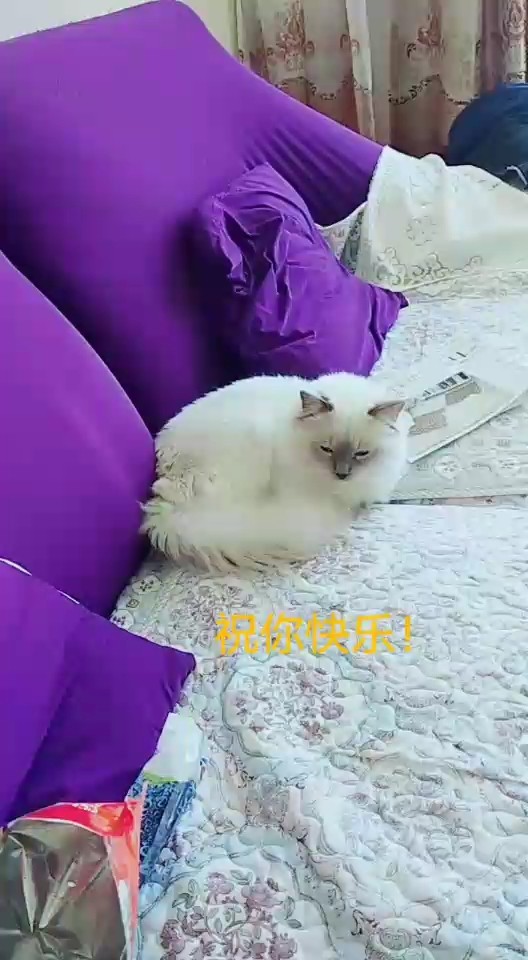 我的布偶猫🌸祝你们快乐！💕
