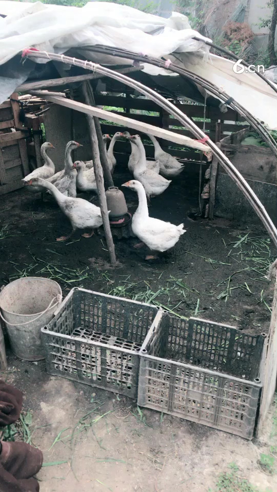 干就玩了