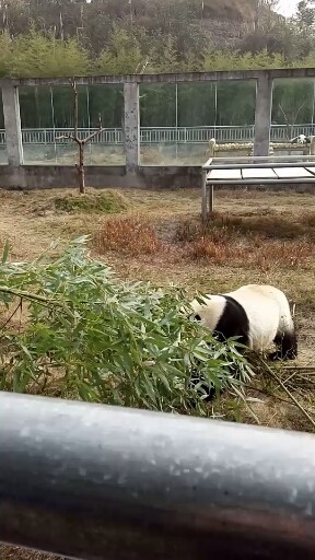 四川省阆中市熊猫基地熊🐻牙好