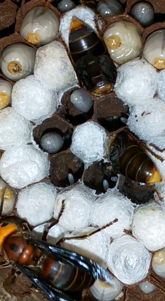 喜欢胡蜂养殖的农民朋友，双击加