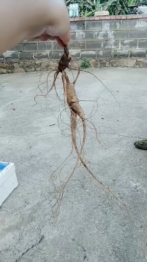 林下籽