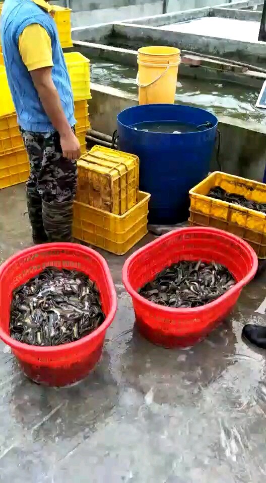 泥鳅销售中
