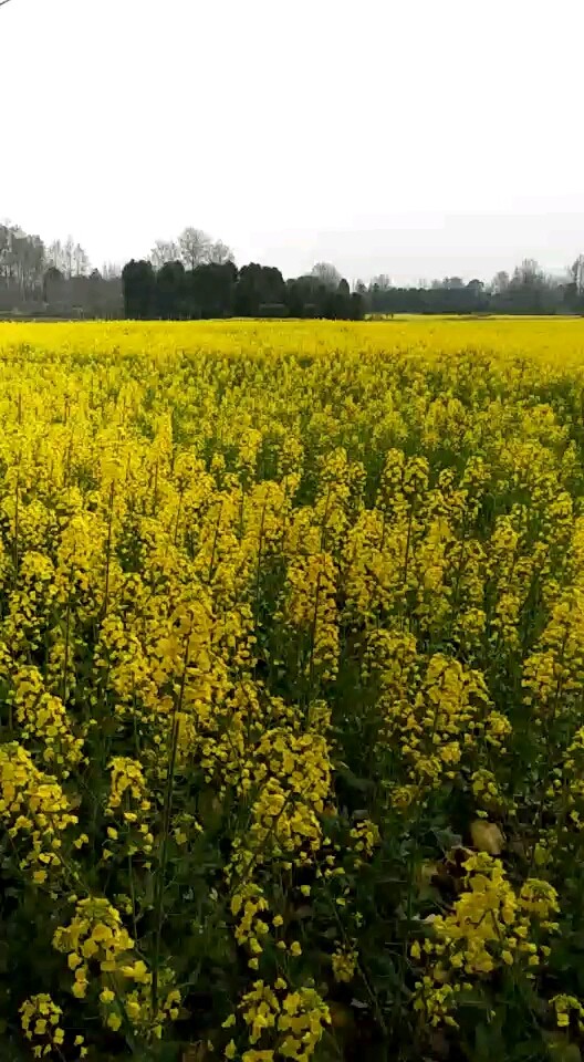 金黄油菜花