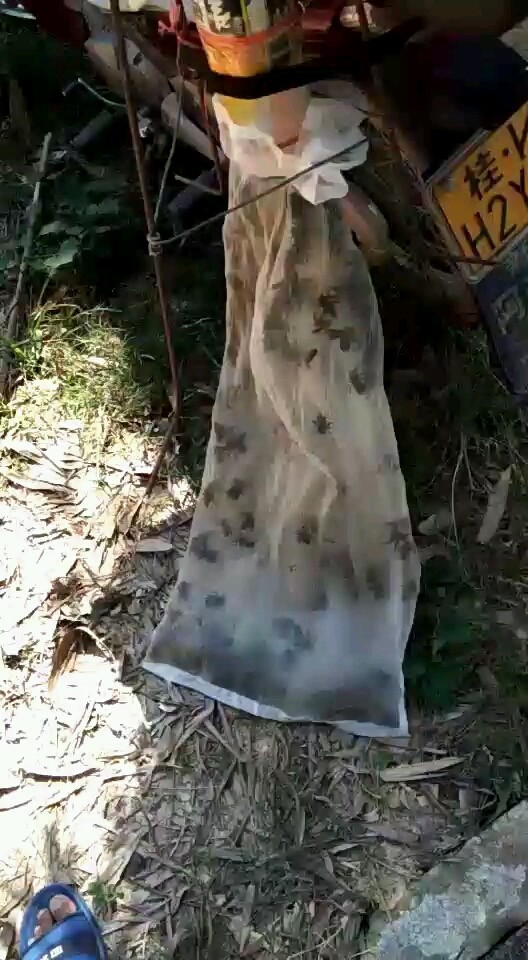 竹筒蜂  竹筒蜂