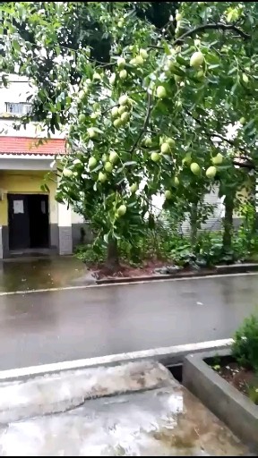 我家的枣子好漂亮啊快快快来品尝