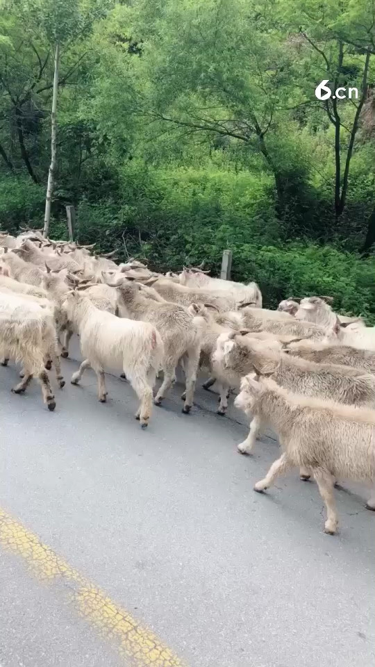 我已经开始放羊了🐑