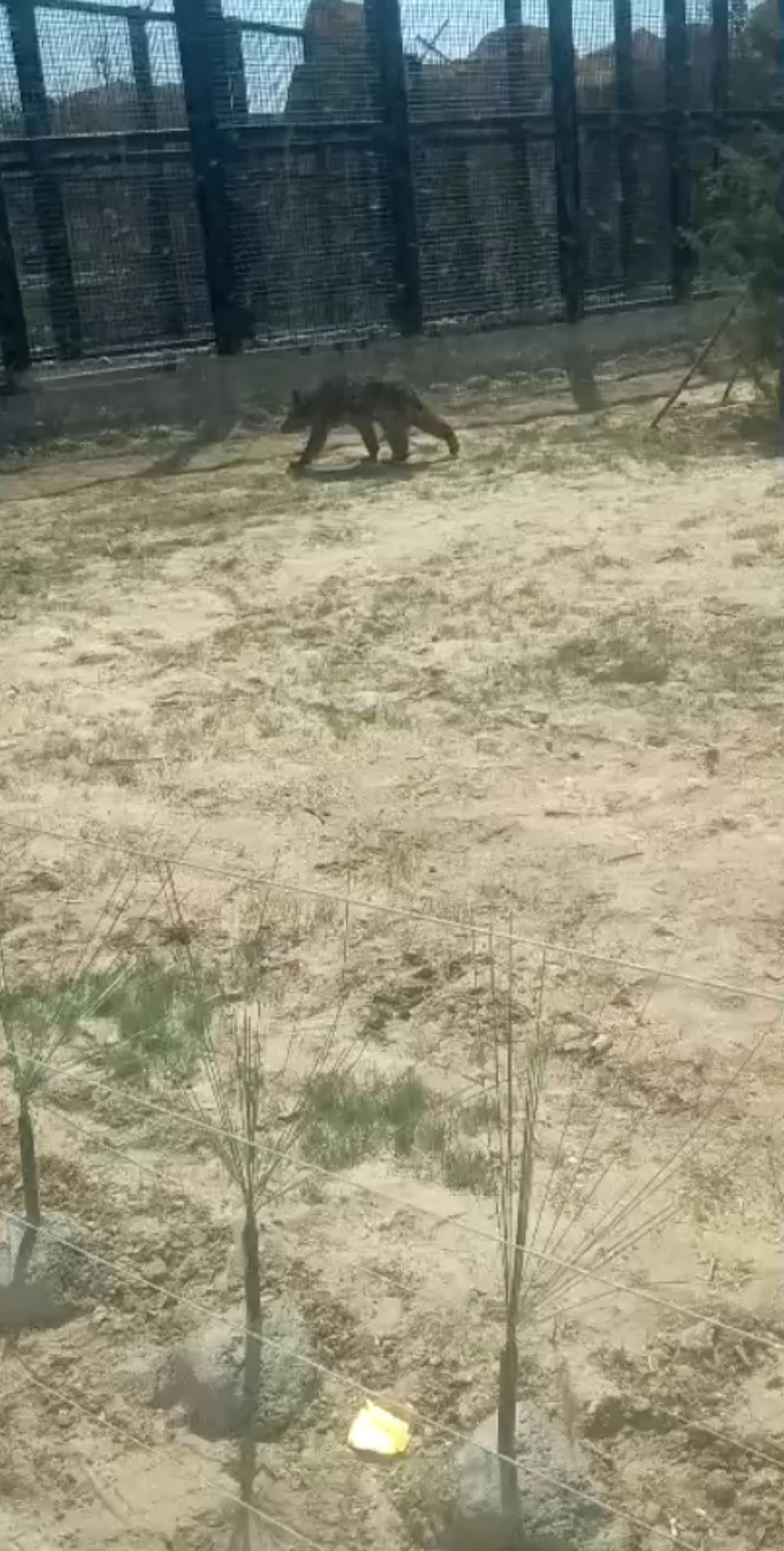 熊三来了